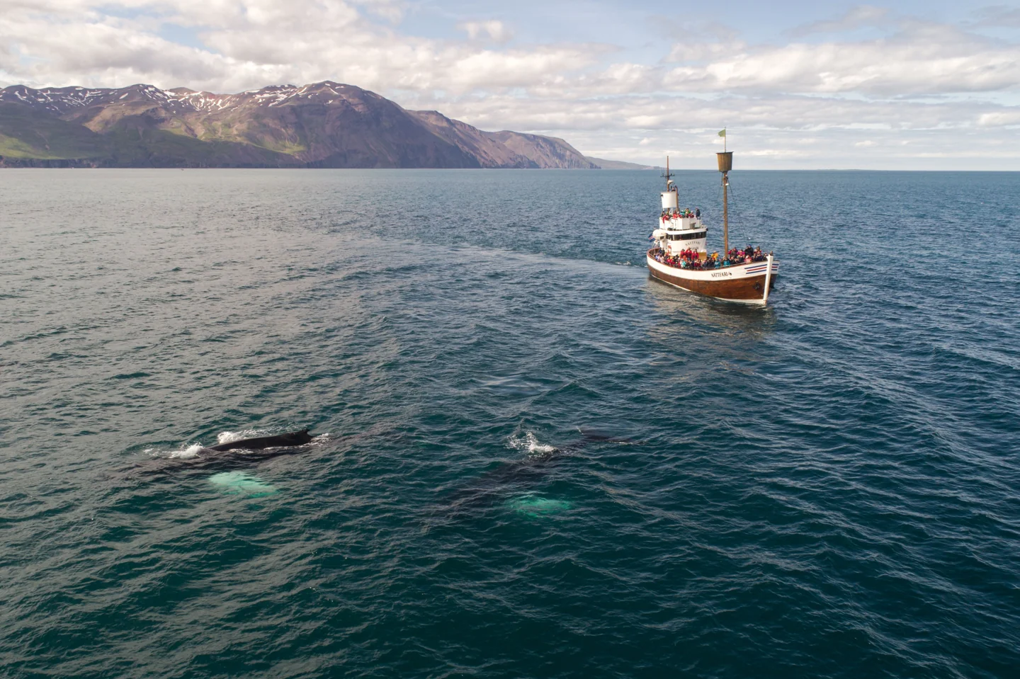 Whales and the North Sailing boat Náttfari in Skjálfandi Bay below the mountain coast