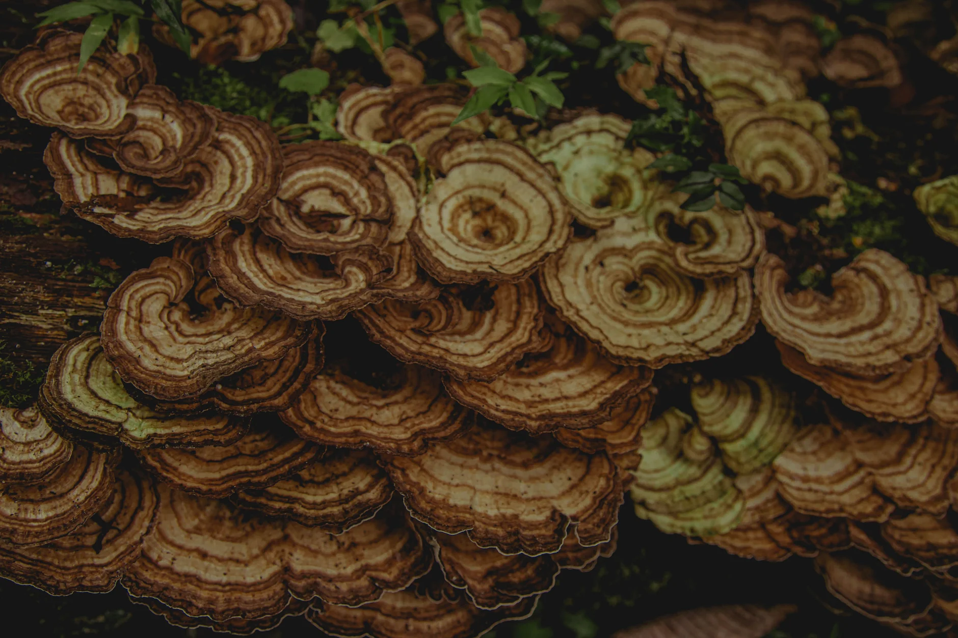 Small bracket-like mushrooms growing on a log in Monteverde’s forest
