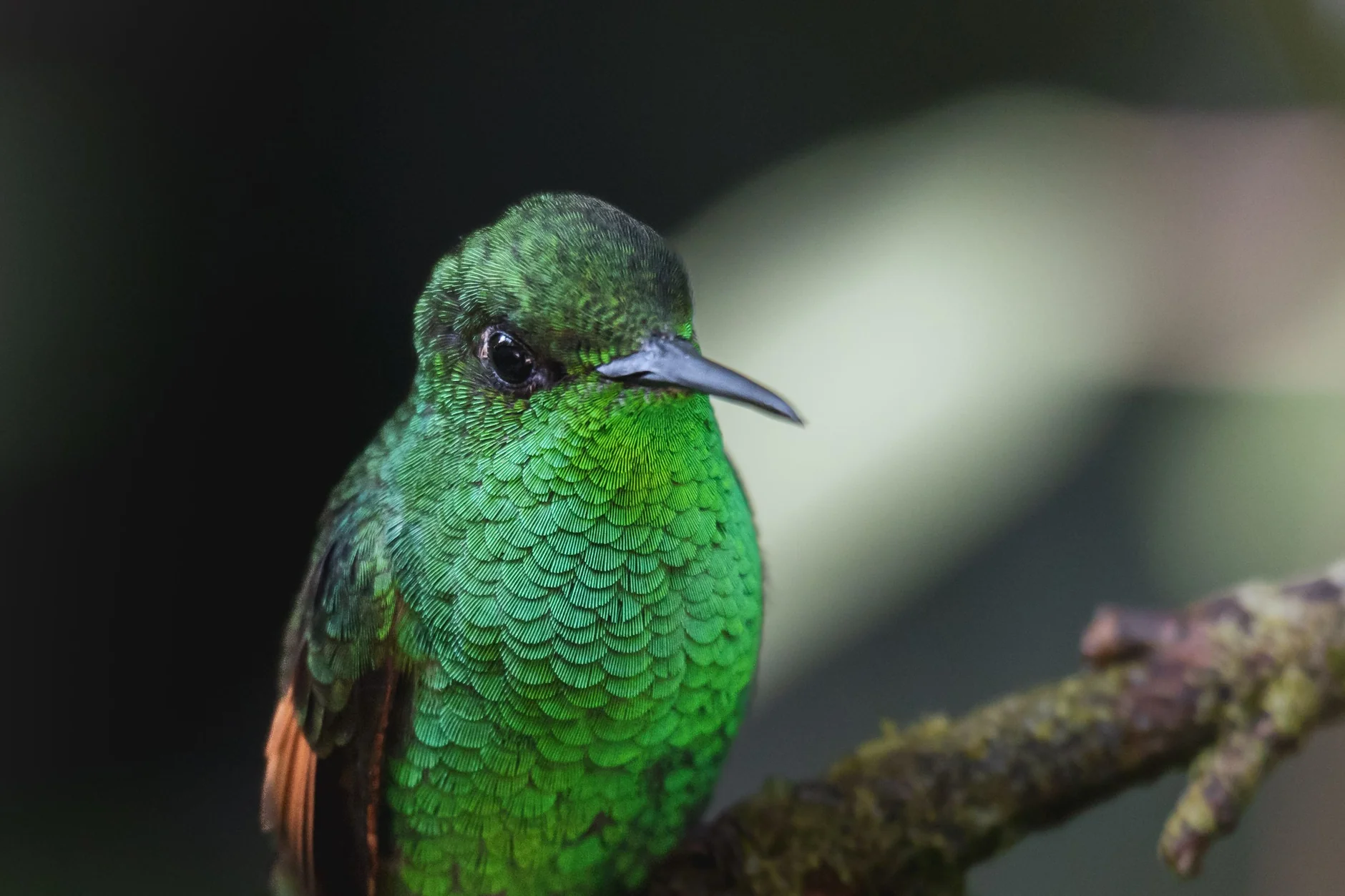 A green hummingbird perched on a branch in Monteverde, Costa Rica