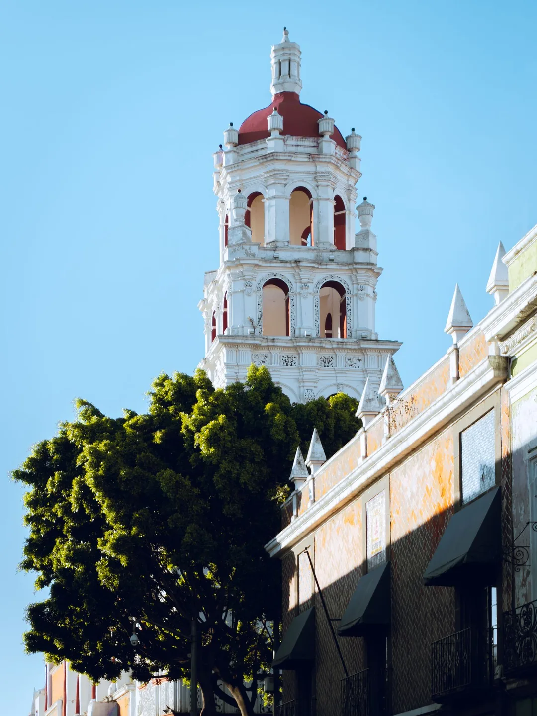 White and red bell tower of La Compañía above a tree in Puebla