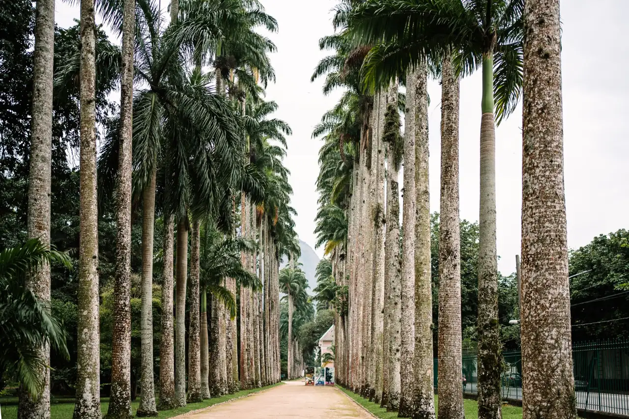 The imperial palm avenue at Rio de Janeiro Botanical Garden