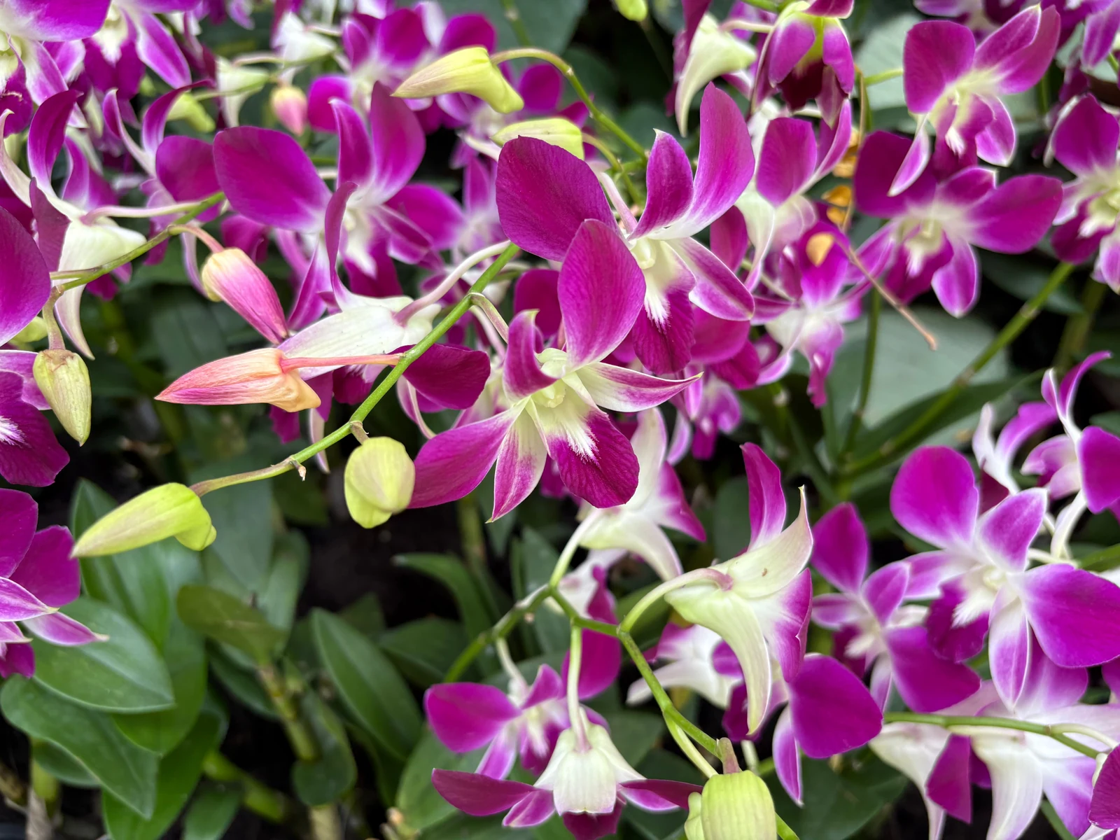 Purple orchids bloom among green leaves at Singapore Botanic Gardens.