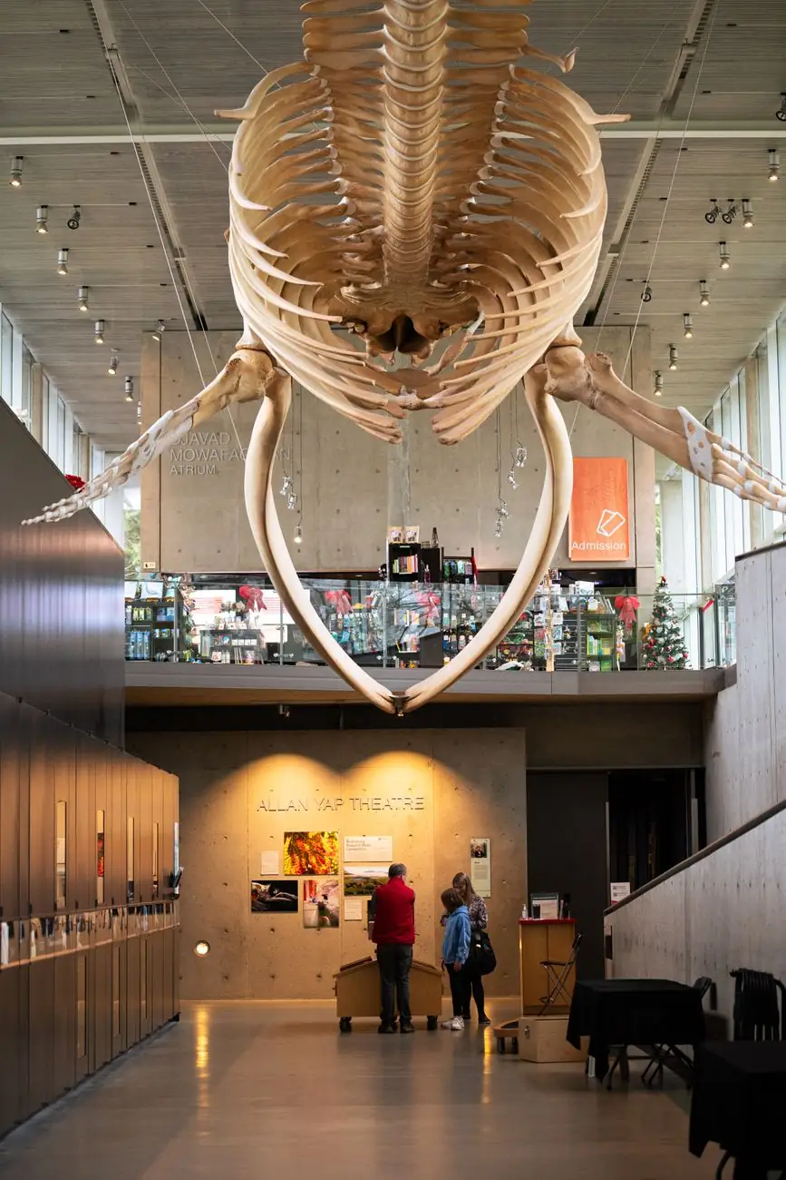 Suspended whale skeleton above the glass-sided atrium and lower gallery at a Vancouver museum